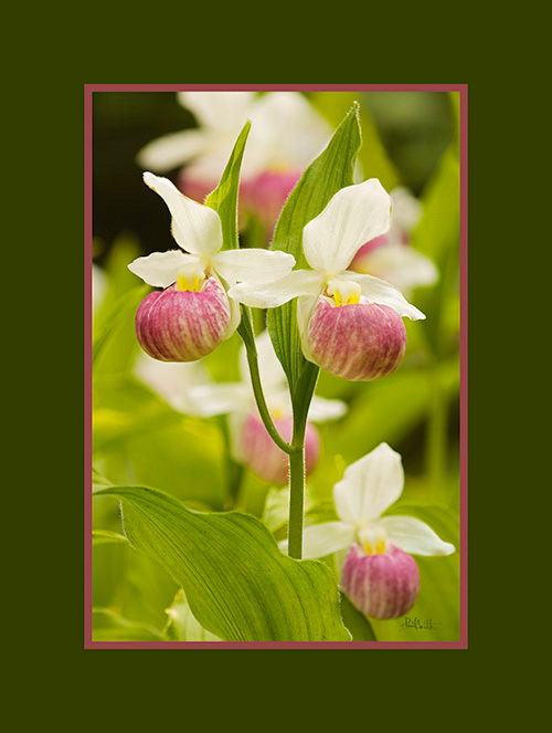 Showy Lady Slippers